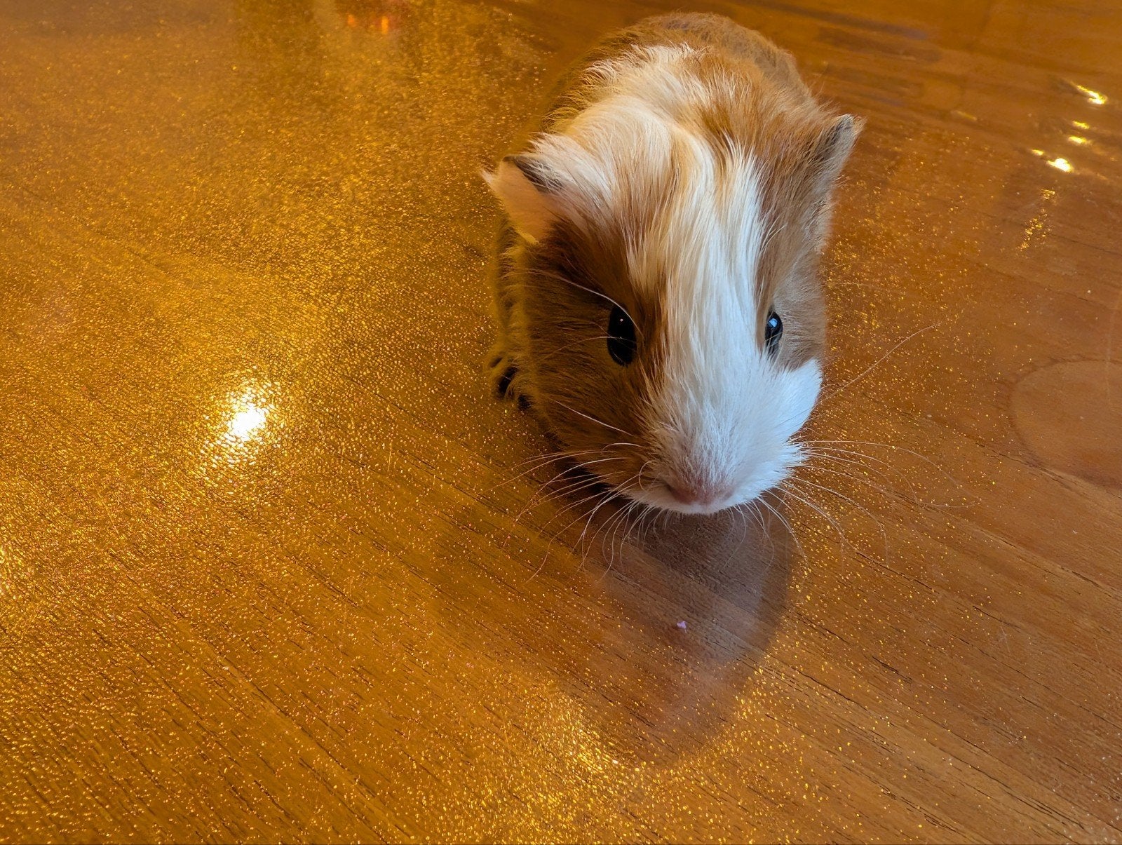 2 cavia beertjes, Animaux & Accessoires, Rongeurs, Août, Cobaye
