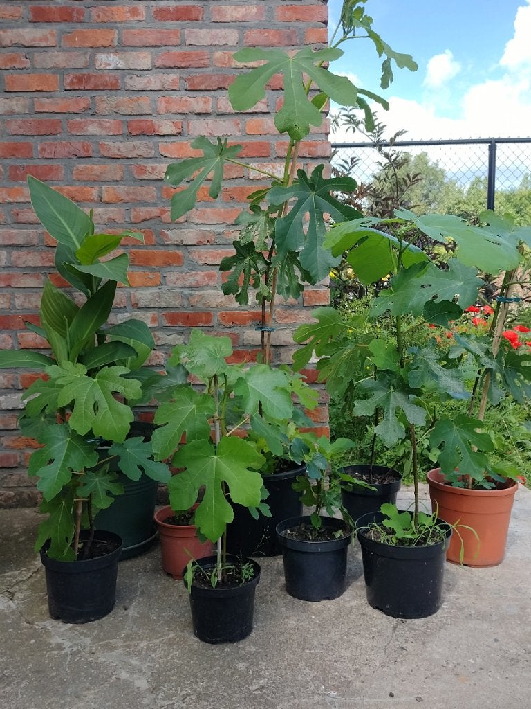 Vijgenboompjes in pot, Tuin en Terras, Planten | Fruitbomen, Ophalen, Minder dan 100 cm, Lente, In pot