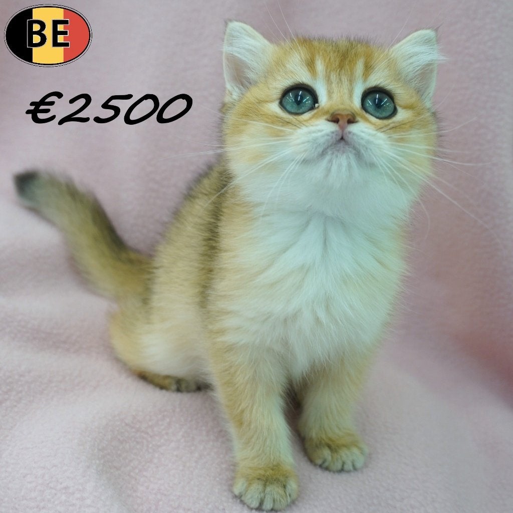 Britse Korthaar Chinchilla Gold - prachtige kittens, Dieren en Toebehoren, Poes, Gechipt, 0 tot 2 jaar