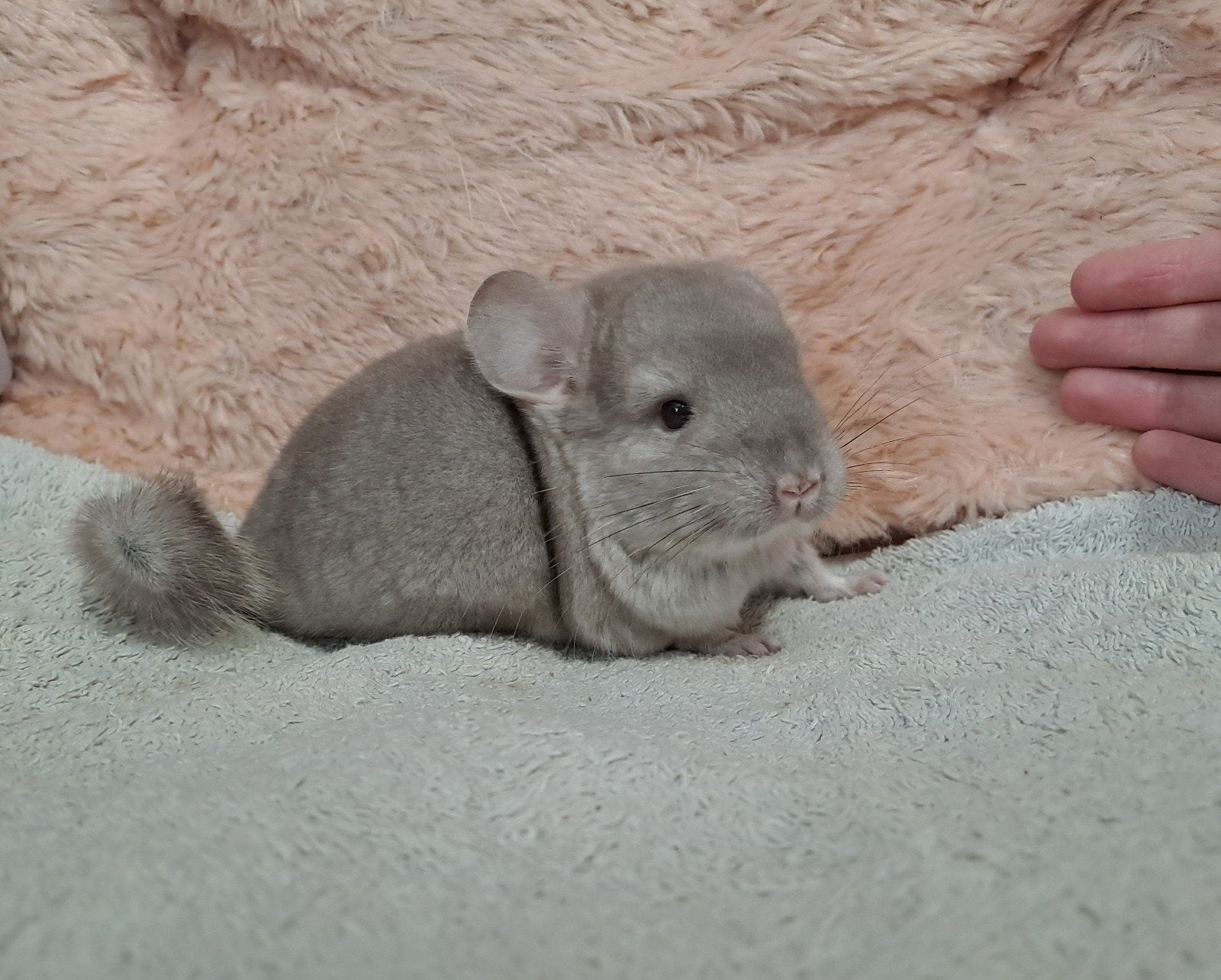 Jong handtam chinchilla vrouwtje, Chinchilla, Domestique, Avril, Femelle