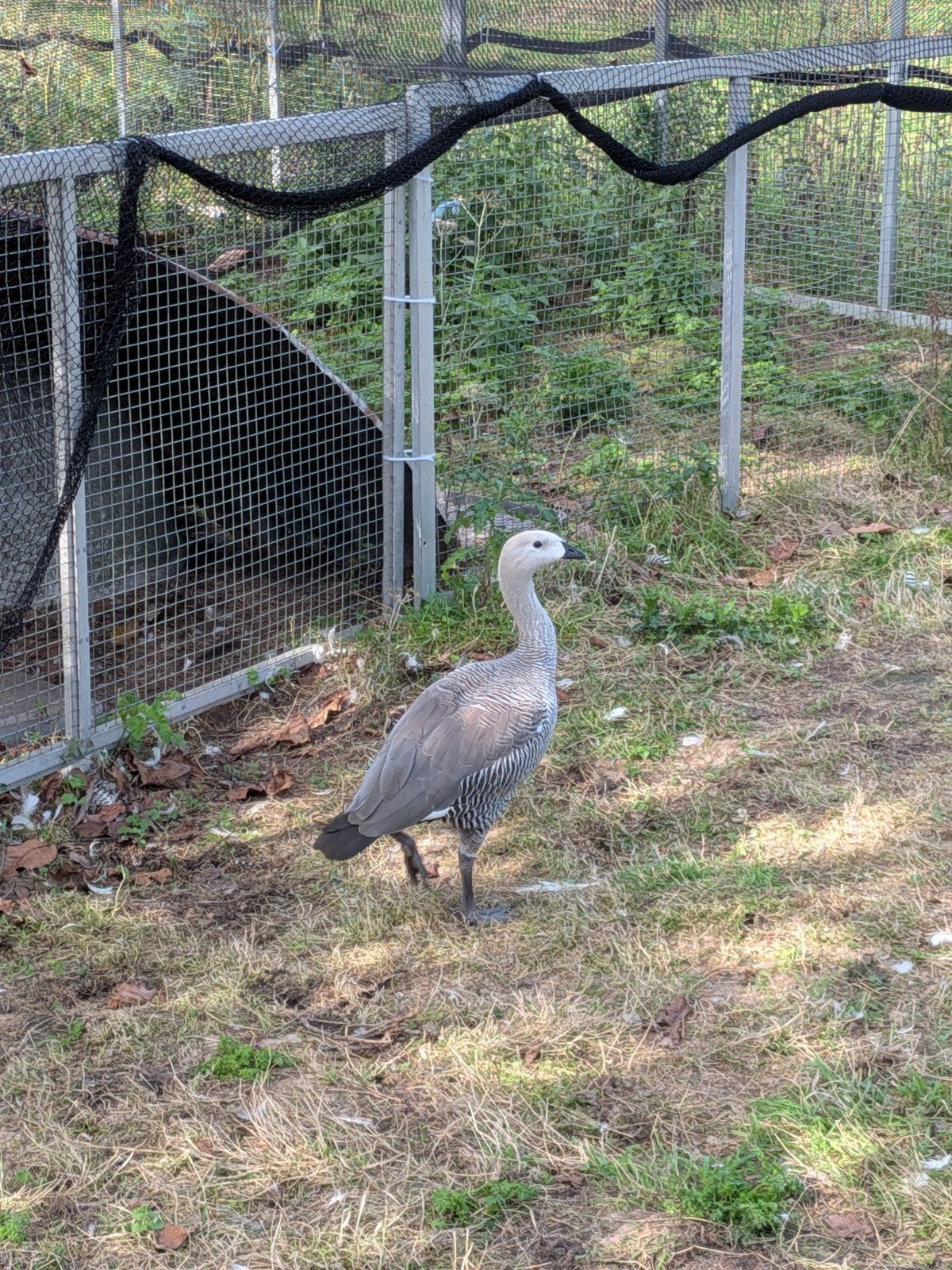 Magelhaen gans, Dieren en Toebehoren, Pluimvee, Mannelijk, Gans of Zwaan
