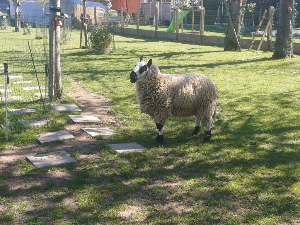Kerry Hill kudde gereserveerd, Dieren en Toebehoren, Maart, Mannelijk