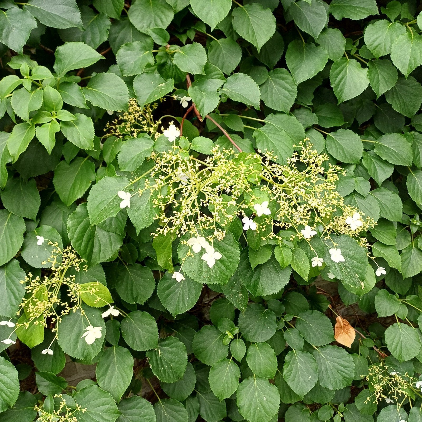 Klimhortensia, Ophalen