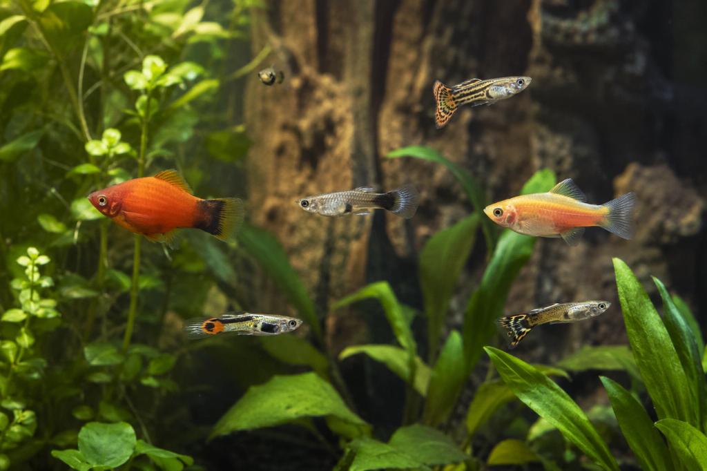 Op zoek naar baby endler, platy of guppy, Dieren en Toebehoren, Vissen | Aquariumvissen, Vis, Zoetwatervis