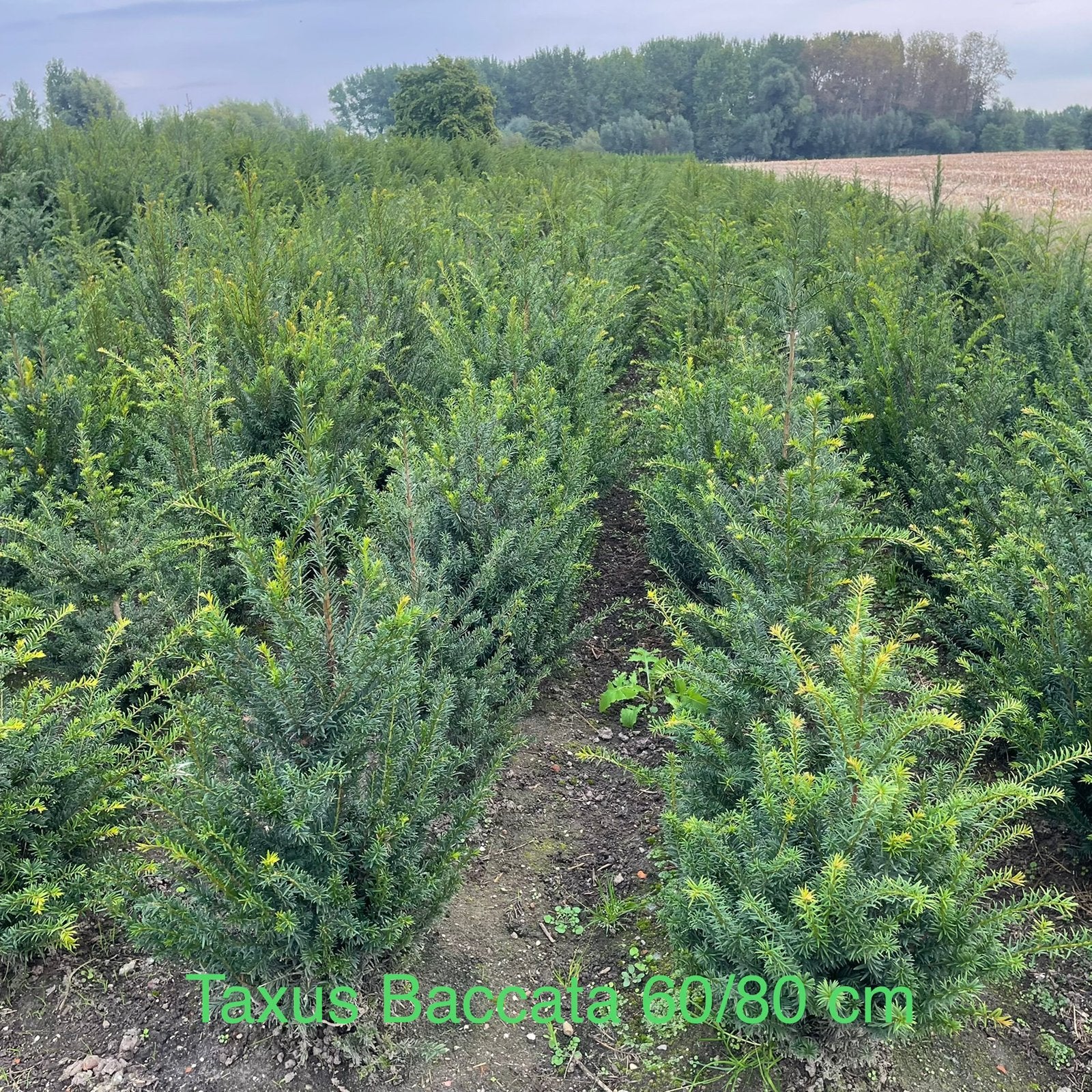 ‼️Taxus Baccata aan PROMOprijzen bij PROMOplant‼️, Ophalen, Taxus