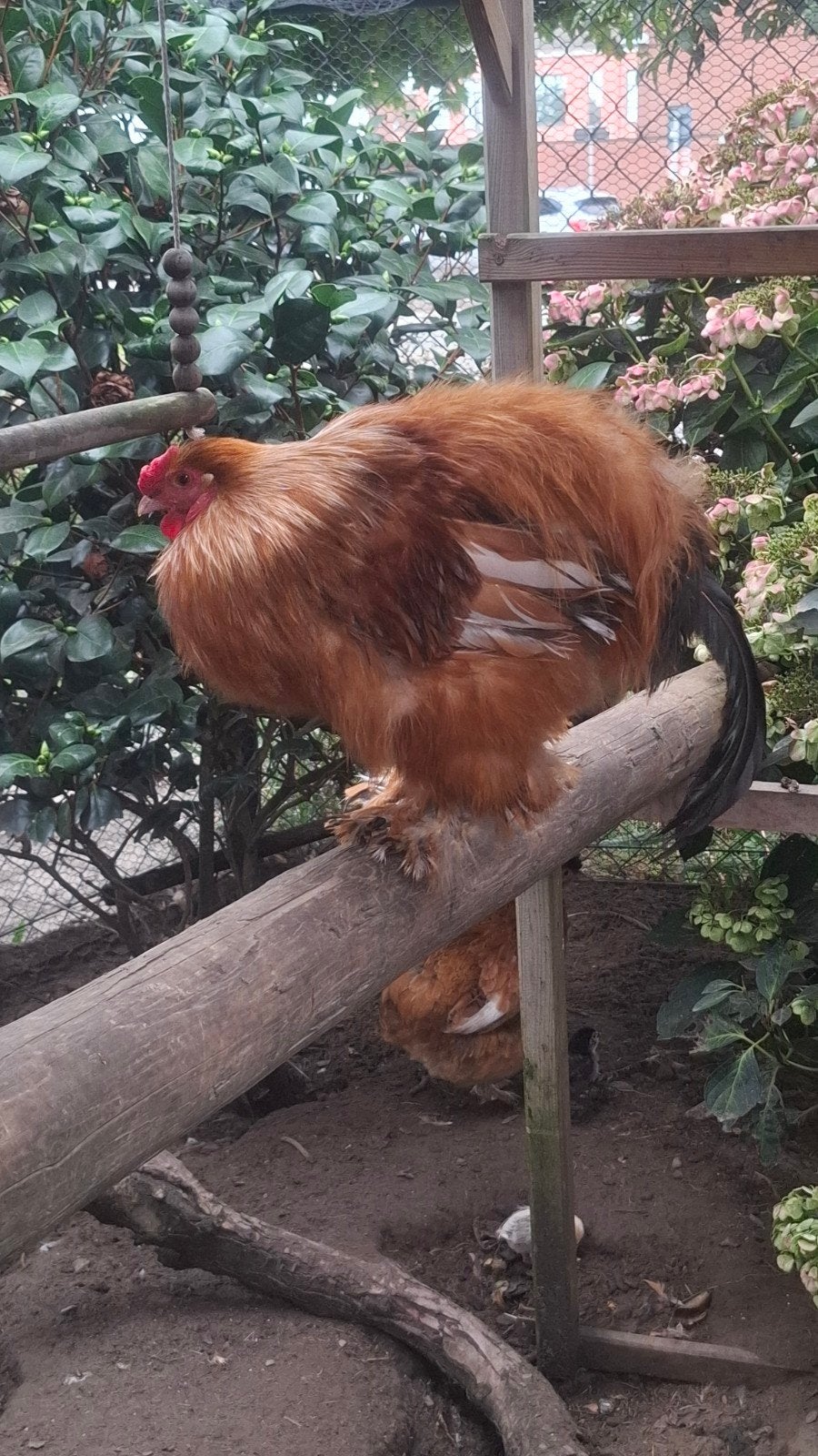 mix cochin-zijdehoen haan zoekt nieuwe thuis, Mâle, Poule ou poulet
