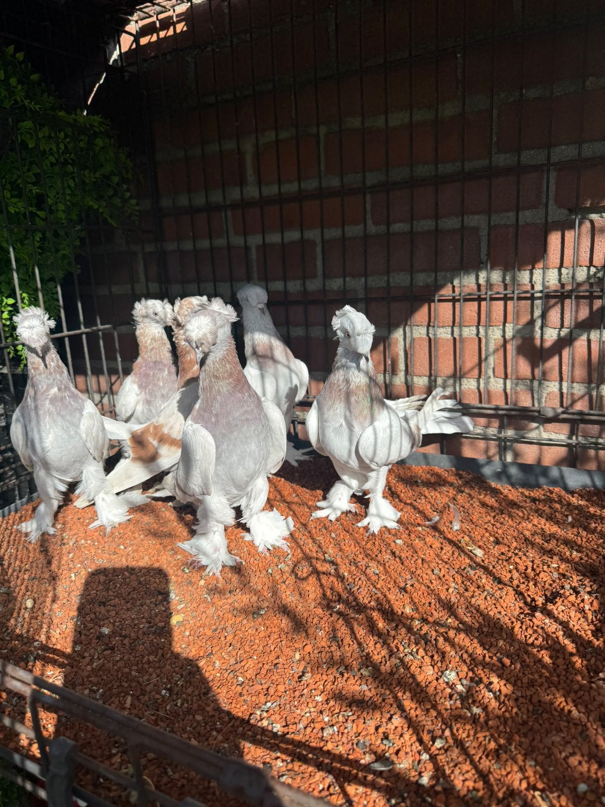 Takla şekeri çifttepeli, Dieren en Toebehoren