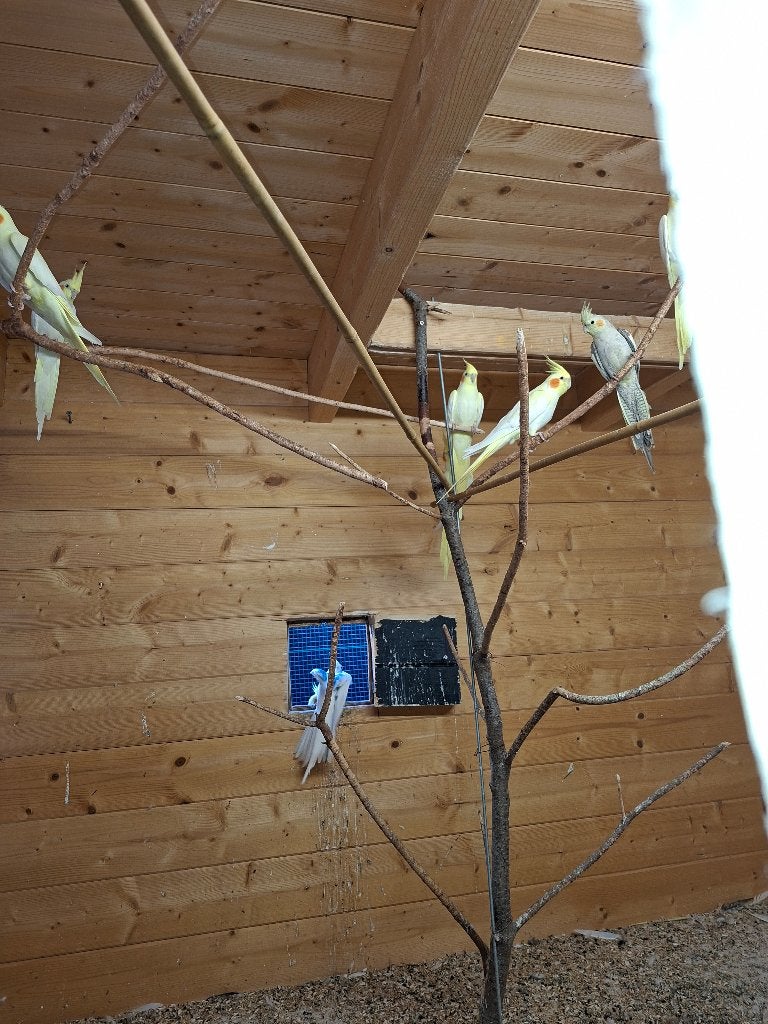 Valkparkieten, Plusieurs animaux, Perruche