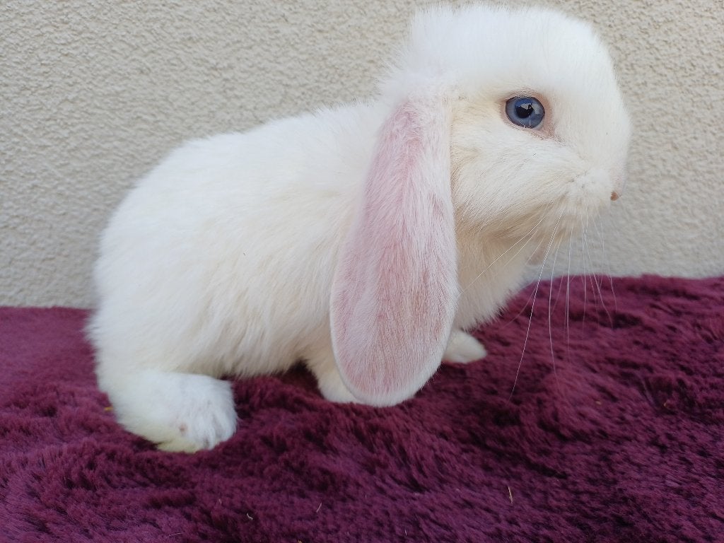 Lieve witte franse hangoor ram, Dieren en Toebehoren, Mannelijk, Groot, Hangoor, 0 tot 2 jaar