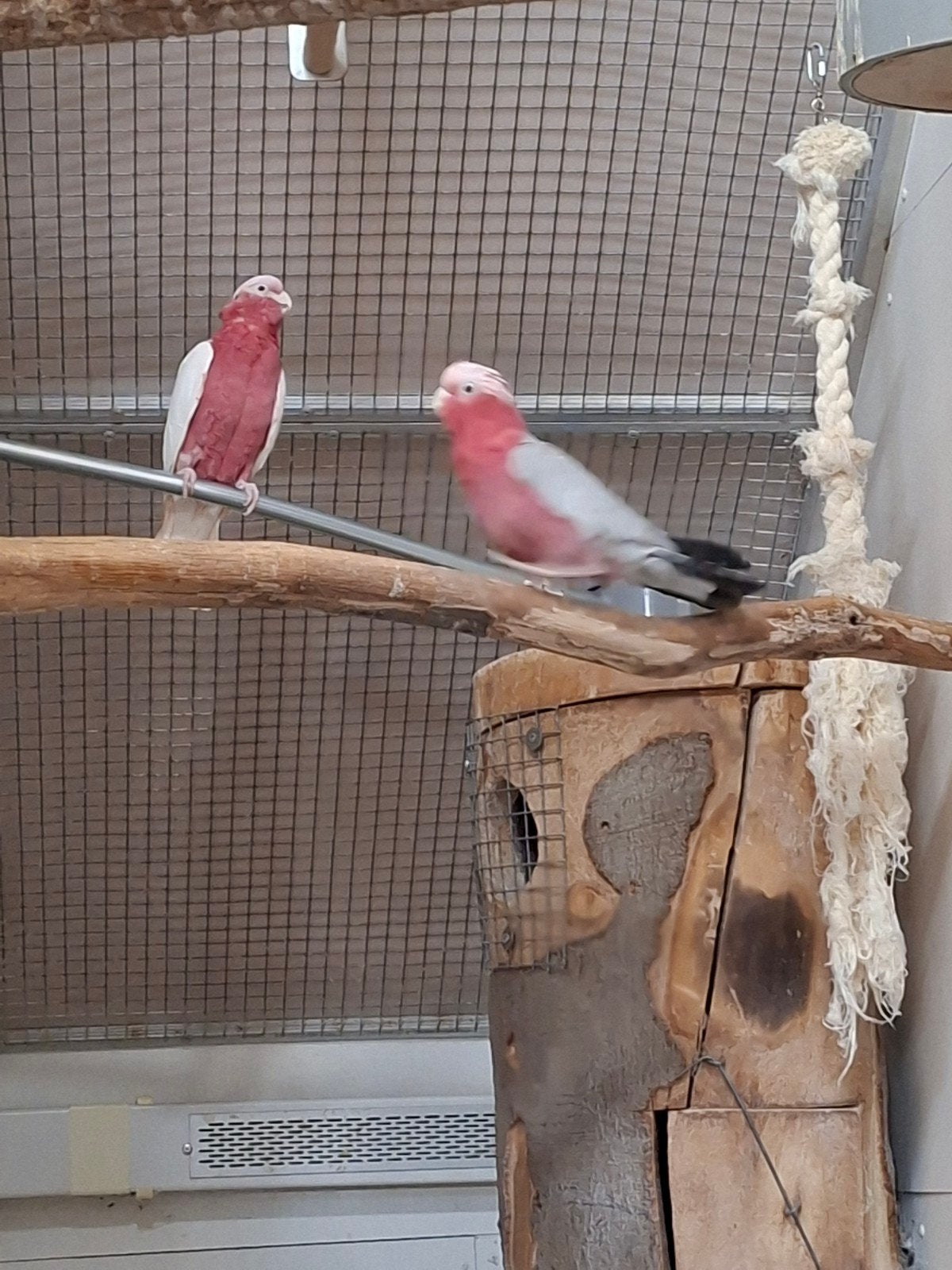 couple Lutino Rose 2021 X Wild Color Rose 2009, Animaux & Accessoires, Oiseaux | Perruches & Perroquets, Plusieurs animaux, Perroquet