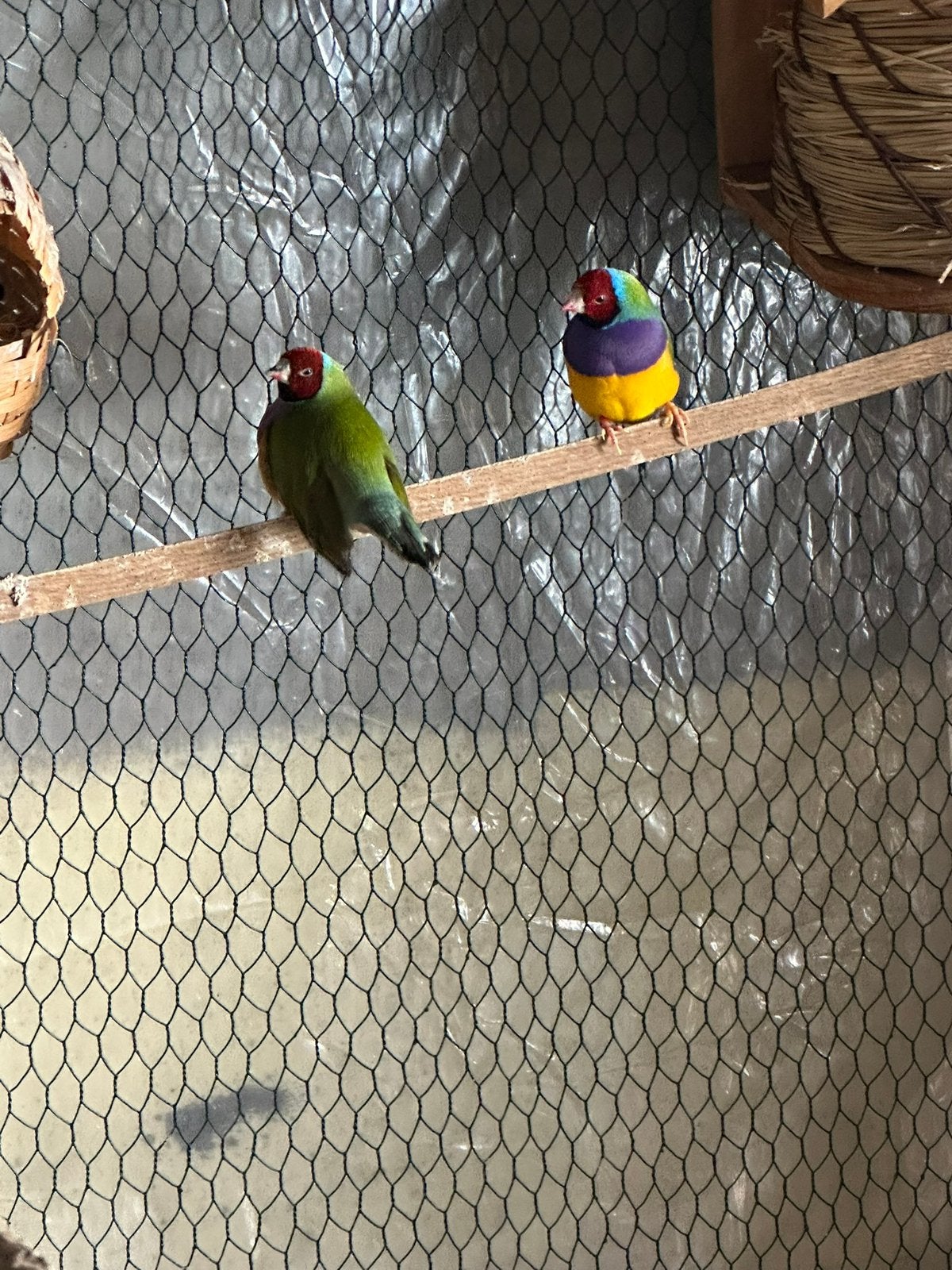 Oiseaux a vendre à prix bas, Animaux & Accessoires, Plusieurs animaux, Perruche, Domestique