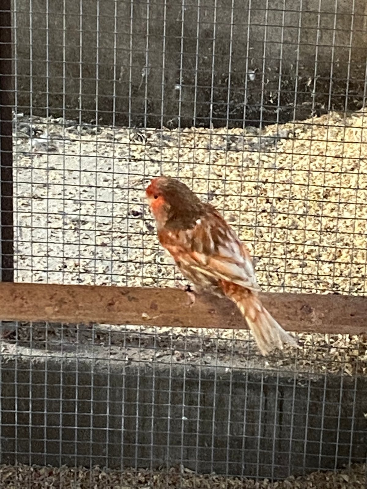 Rood pheo, Dieren en Toebehoren, Meerdere dieren, Kleurkanarie