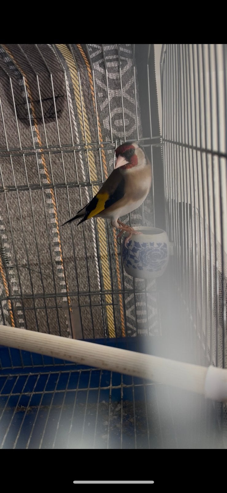 Chardonneret parva, Dieren en Toebehoren