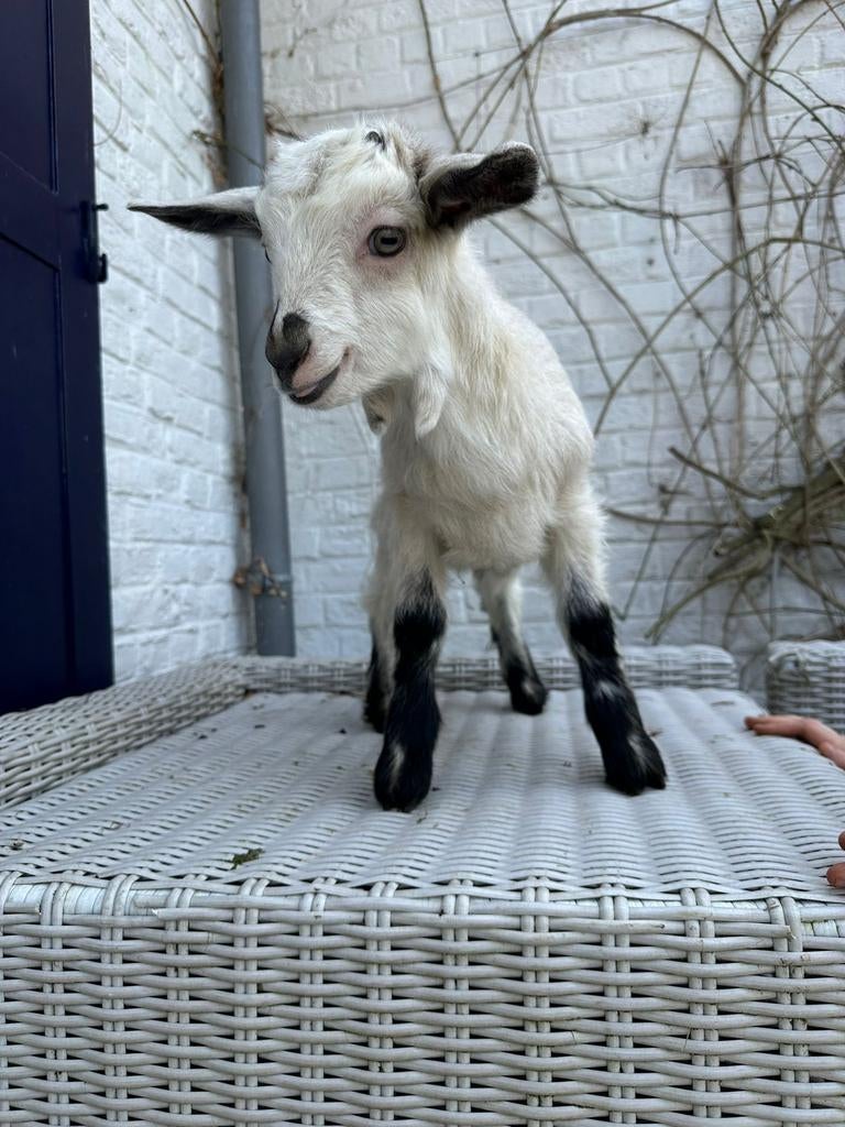 Chevreaux castrés sevrés, disponibles immédiatement, Mâle, Chèvre, 0 à 2 ans