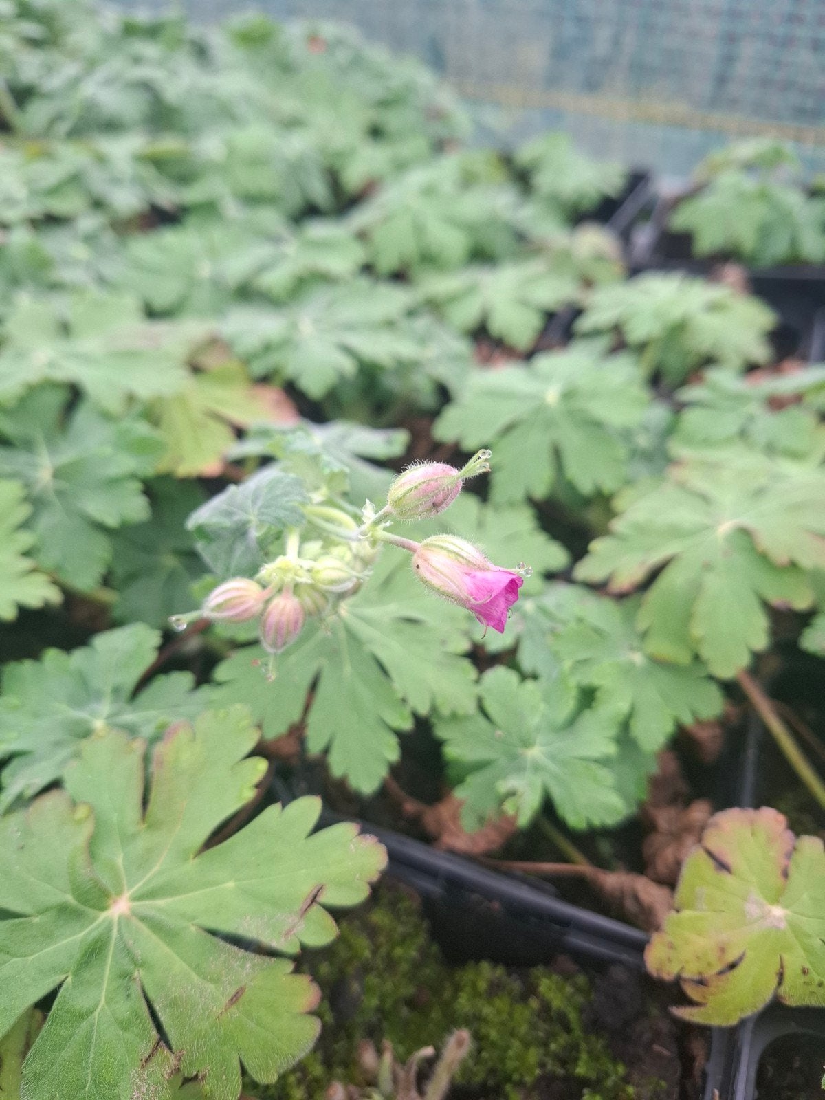 geranium macrorrhizum en spessart, Jardin & Terrasse, Enlèvement