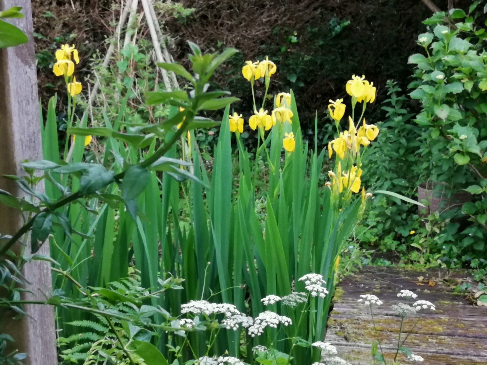Iris, jeunes plantes.
