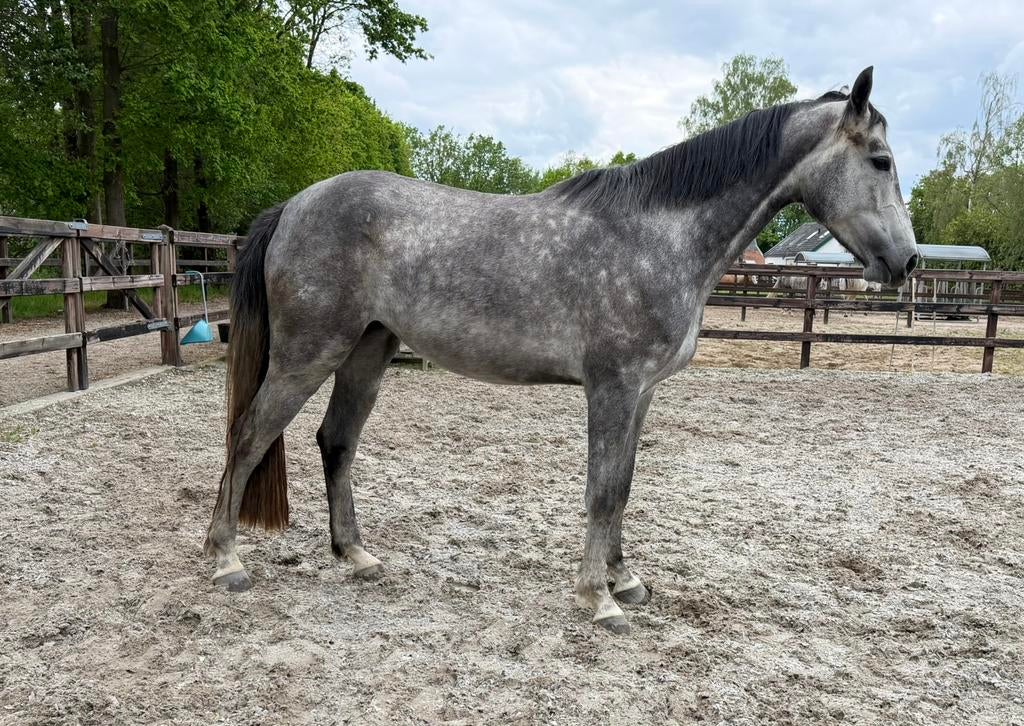 4 jarige merrie uit internationale springstam Ice Family, Dieren en Toebehoren, Paarden, Merrie, Springpaard, Met stamboom, M