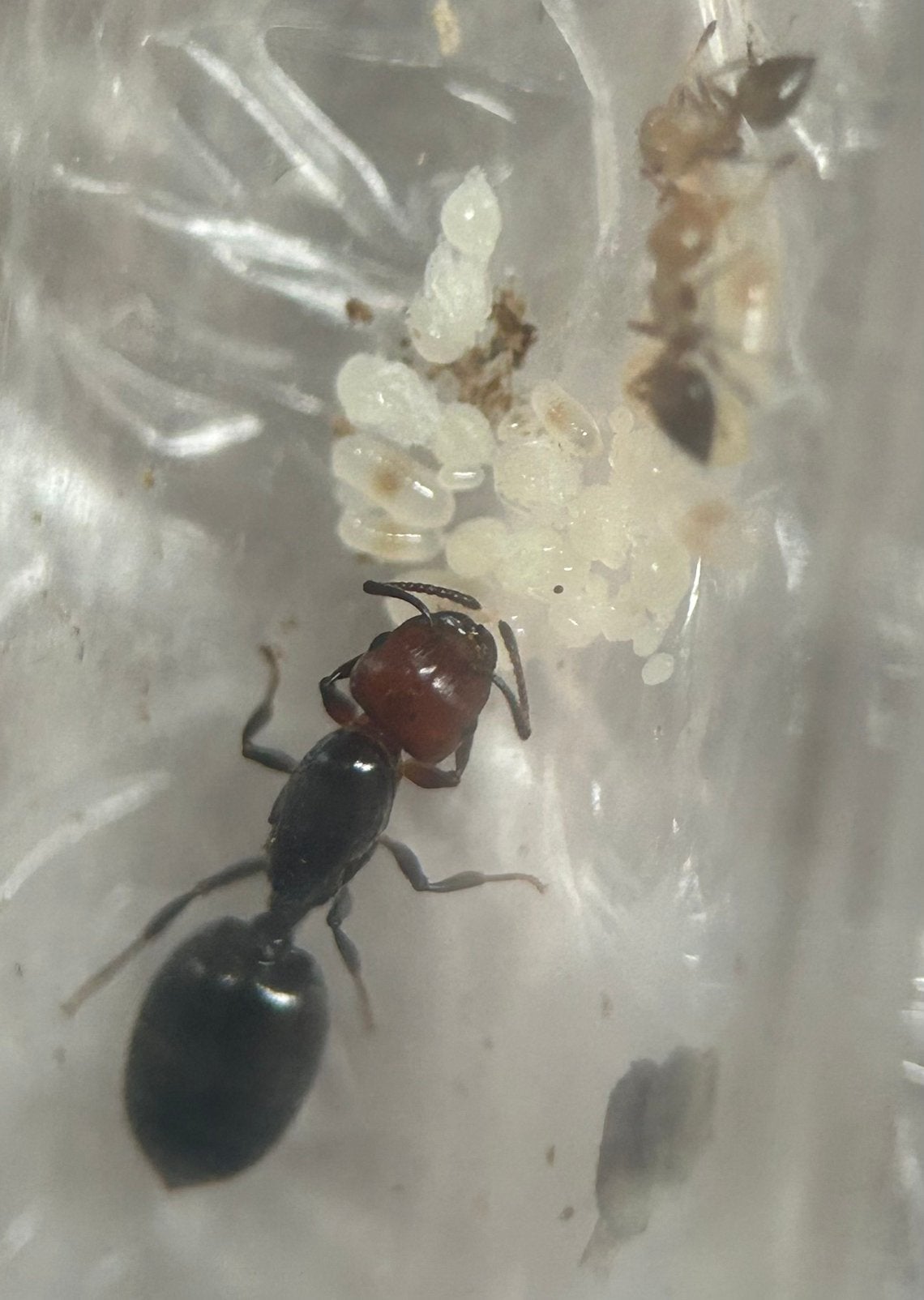 Crematogaster scutellaris q met 5-10 werksters / mieren ant, Dieren en Toebehoren, Mieren