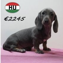 Teckel Korthaar, pups te koop, 15 weken tot 1 jaar, Handelaar, Dwerg, Parvo