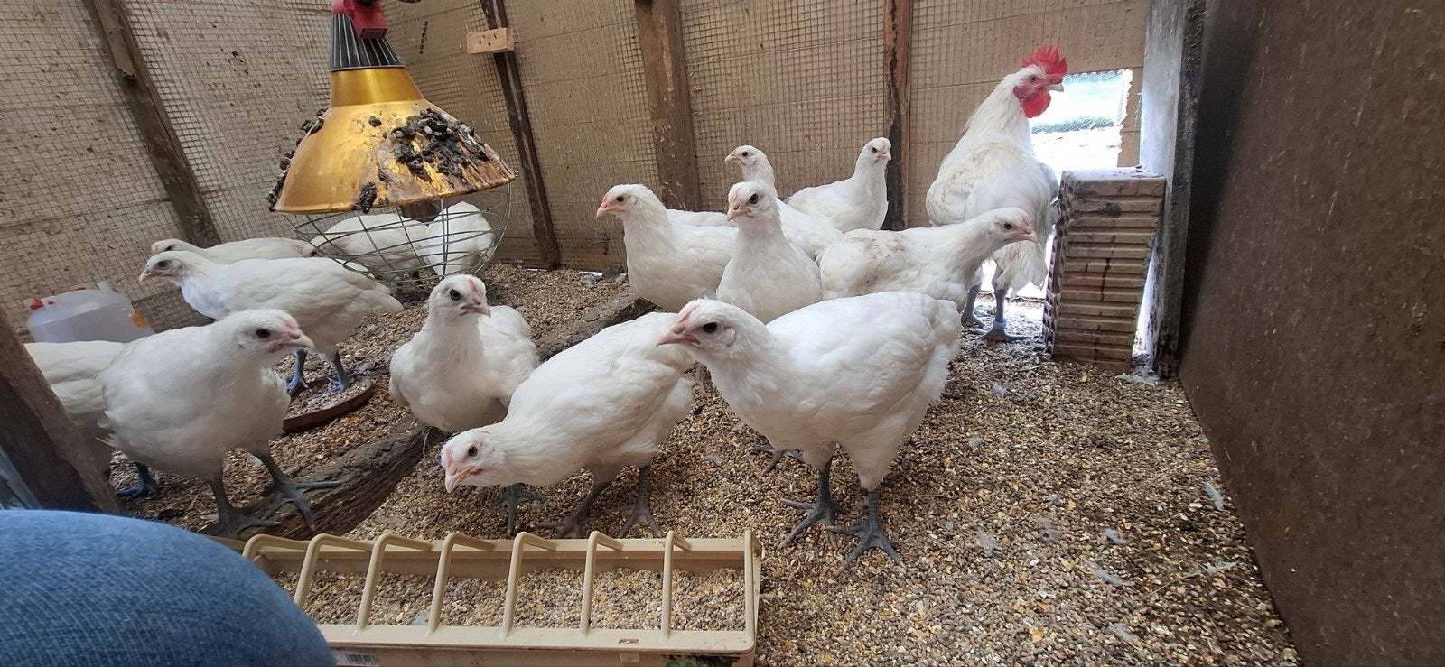 Hennen Poule De Bresse  , witte kleur  , raszuiver, Dieren en Toebehoren, Vrouwelijk, Kip