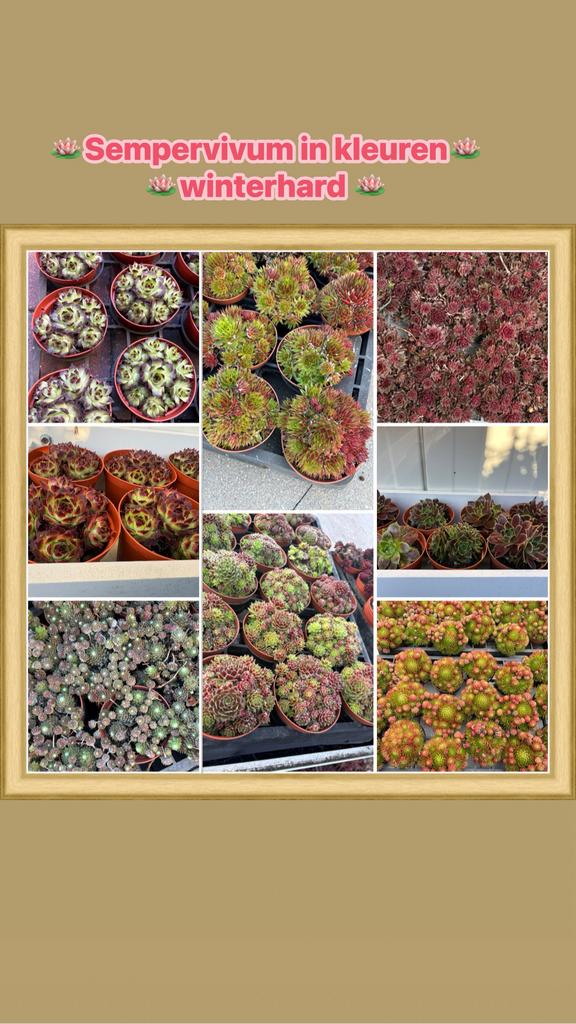 Sempervivum winterhard, Ophalen