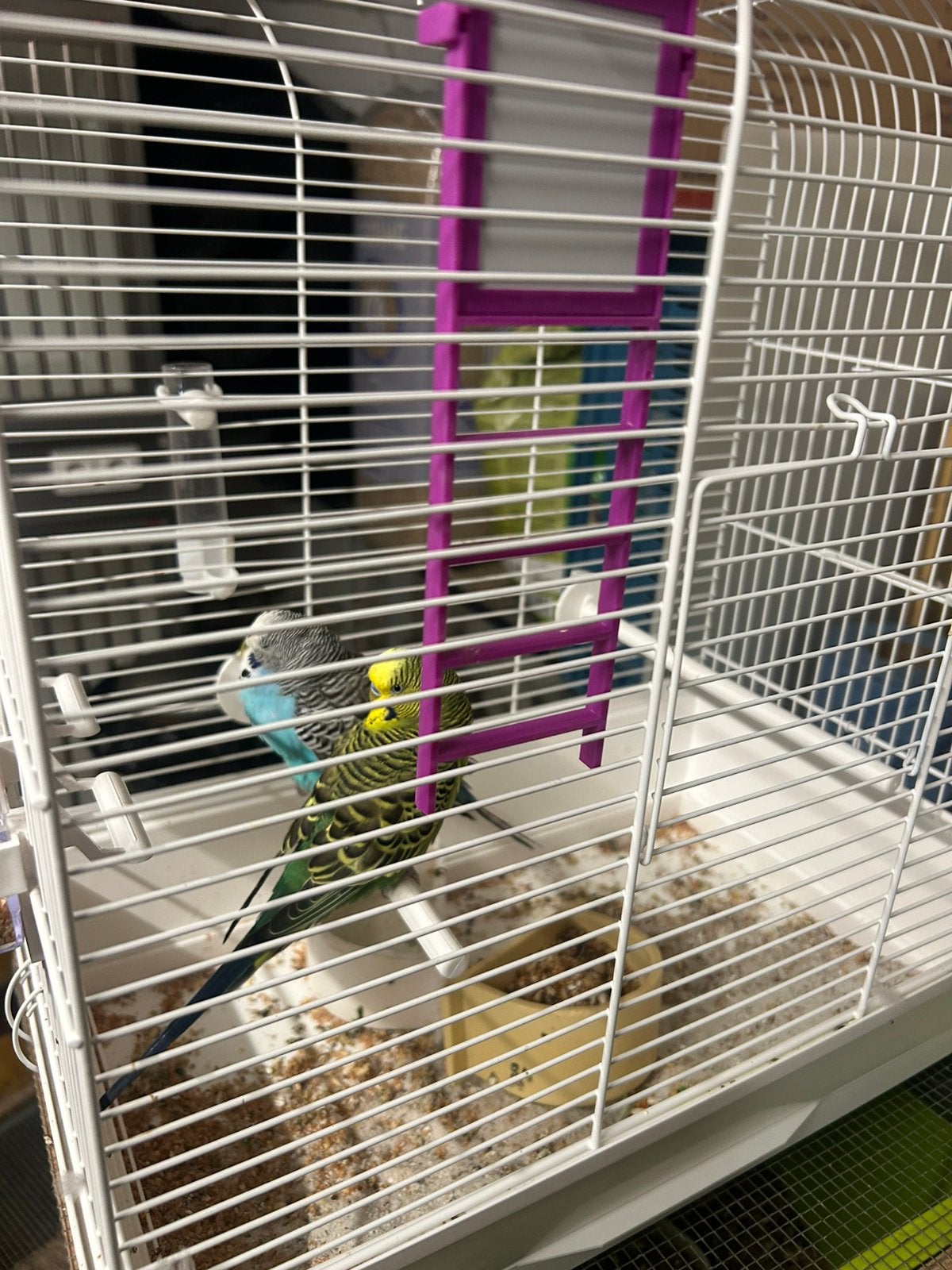 Perruche apprivoisée avec une jolie cage, Animaux & Accessoires