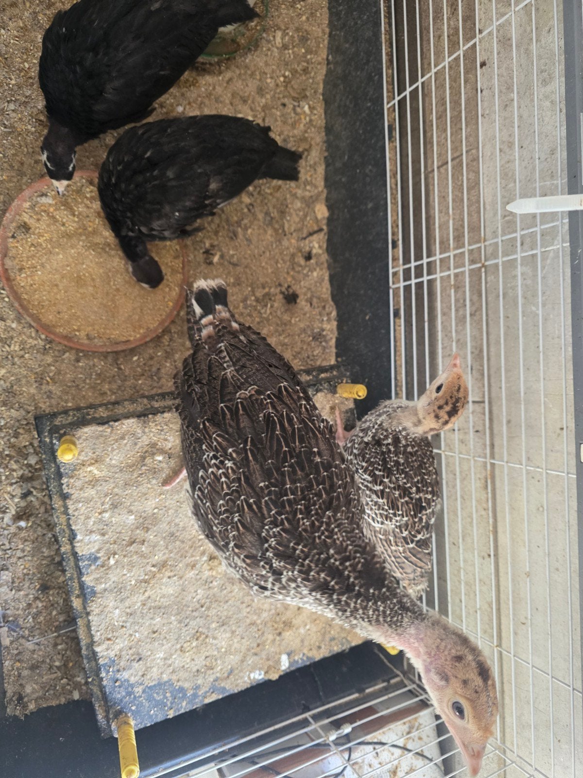 4 Kalkoenen, Dieren en Toebehoren