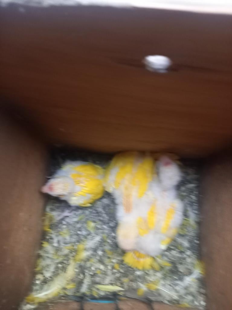 3 kakarikies voor handopfok
