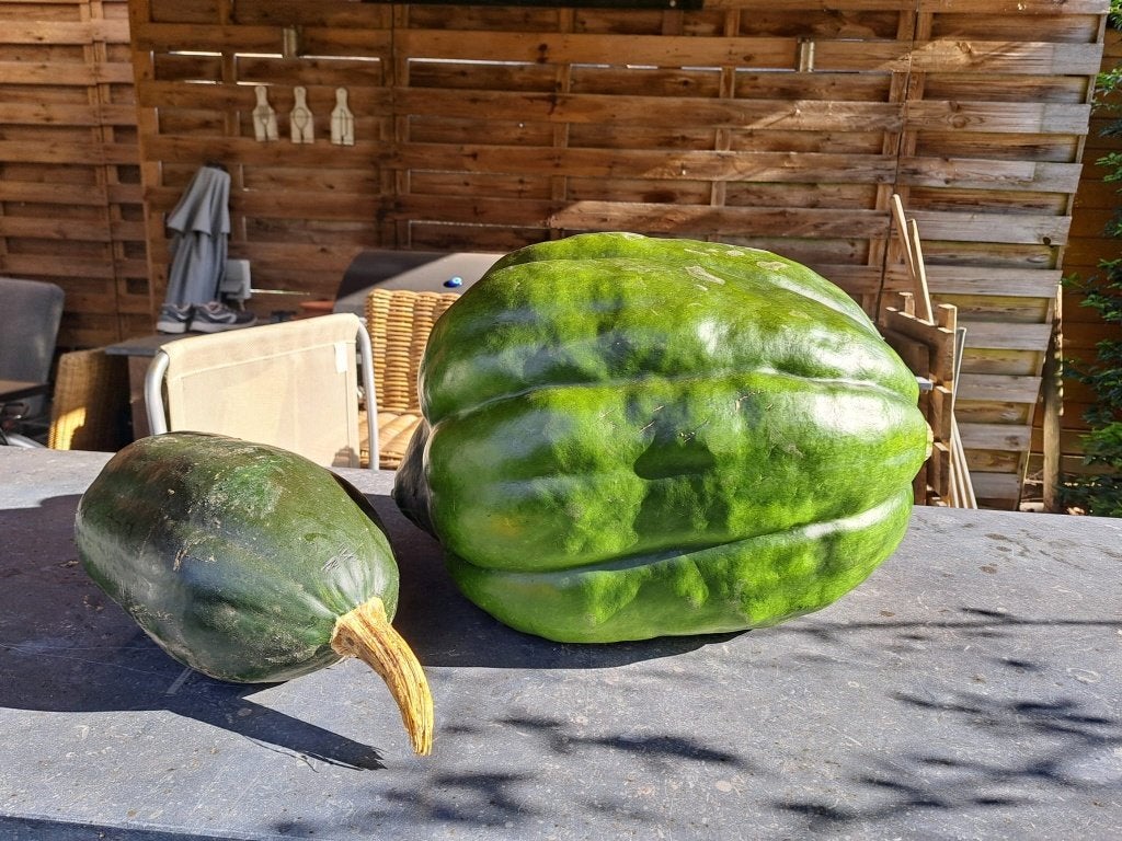 Zapallo peruano Peruaanse pompoen, Diversen, Ophalen of Verzenden