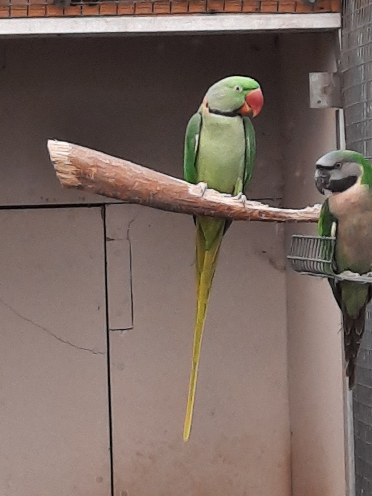 Alexanderparkiet 25, Perruche, Bagué