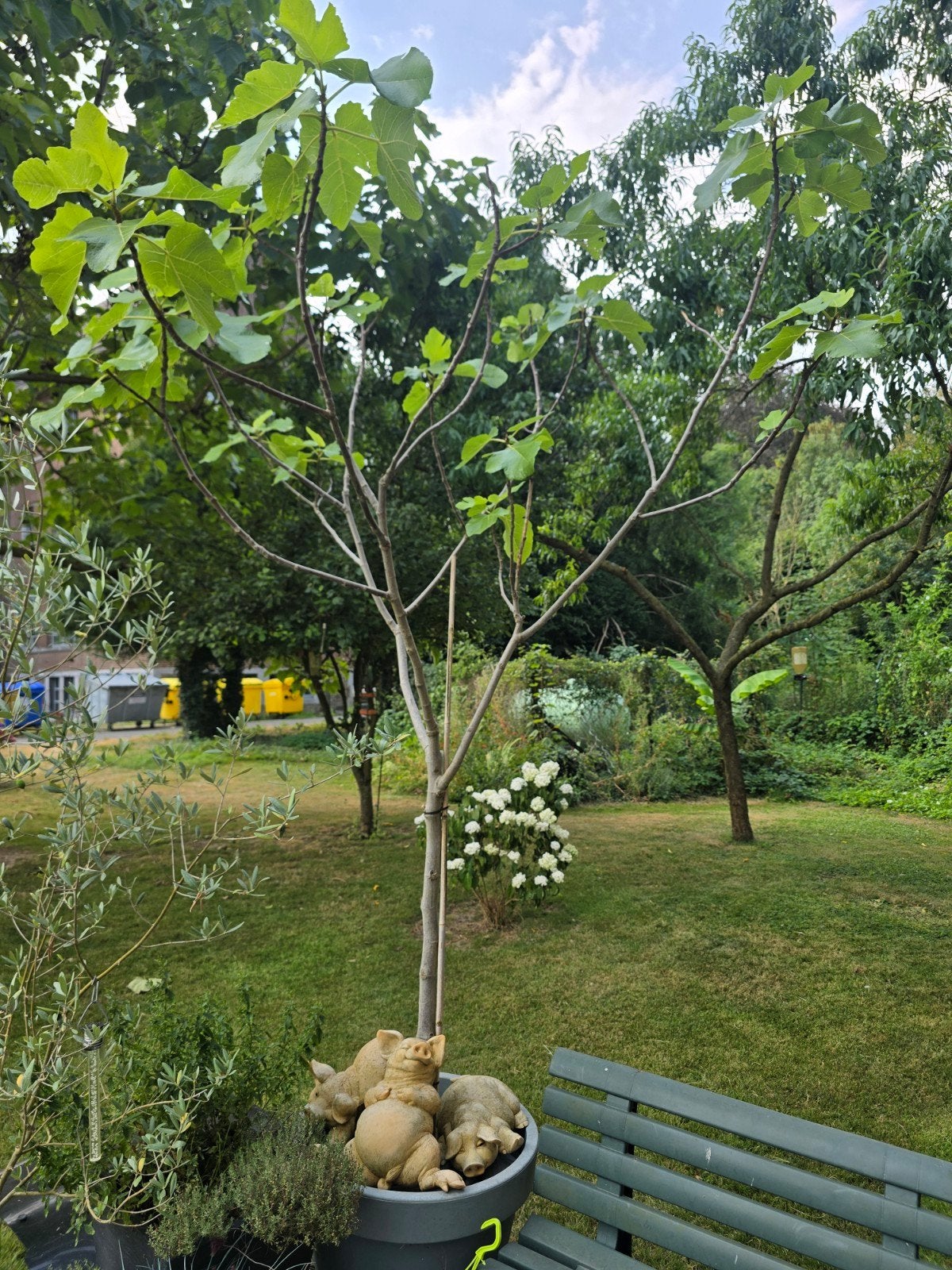 Figuier, Jardin & Terrasse, Enlèvement, En pot