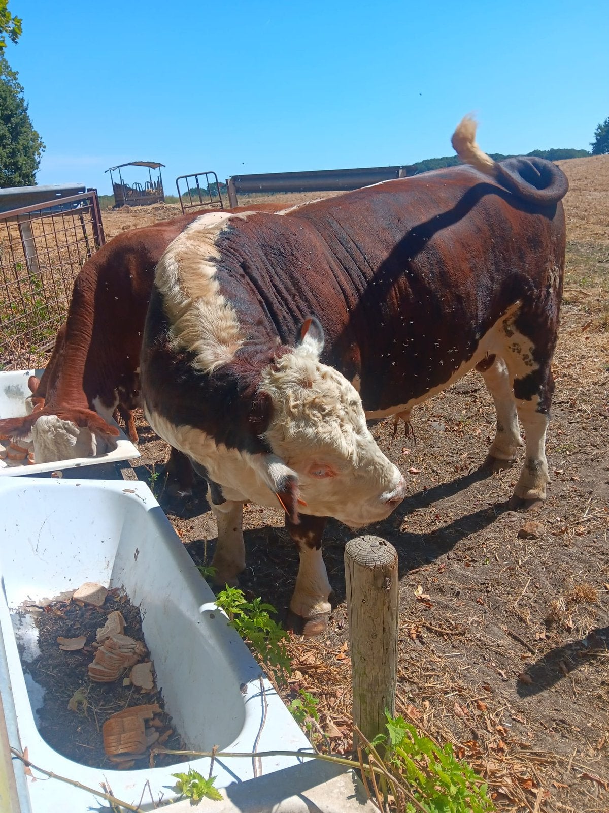 Hereford stier