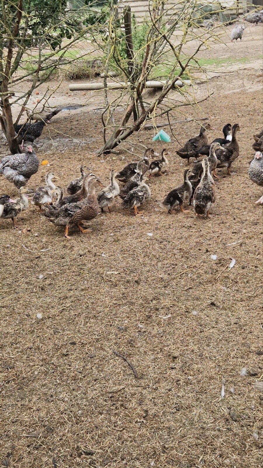 rouaan eenden kuikens, Dieren en Toebehoren, Pluimvee, Meerdere dieren, Eend