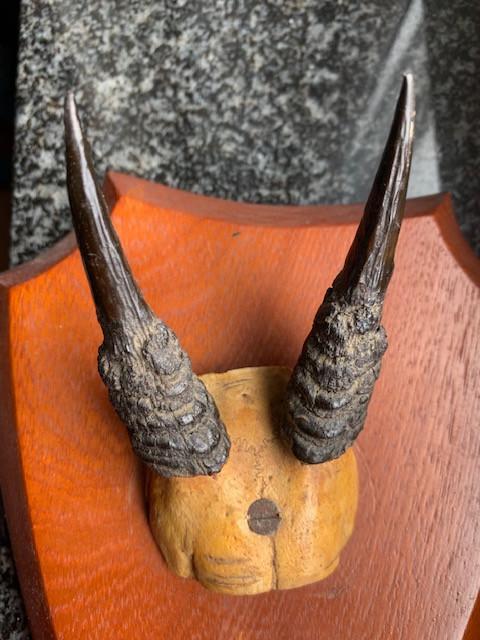 Hoorns gewone duiker, Verzamelen, Ophalen of Verzenden, Zo goed als nieuw, Hert, Gewei of Kop