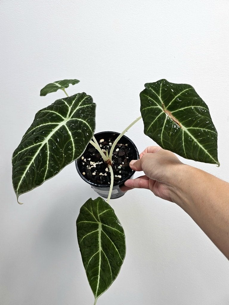 Alocasia Black Velvet #6, Maison & Meubles, Plantes d'intérieur, Autres espèces, Moins de 100 cm, Plante verte, Ombre partielle
