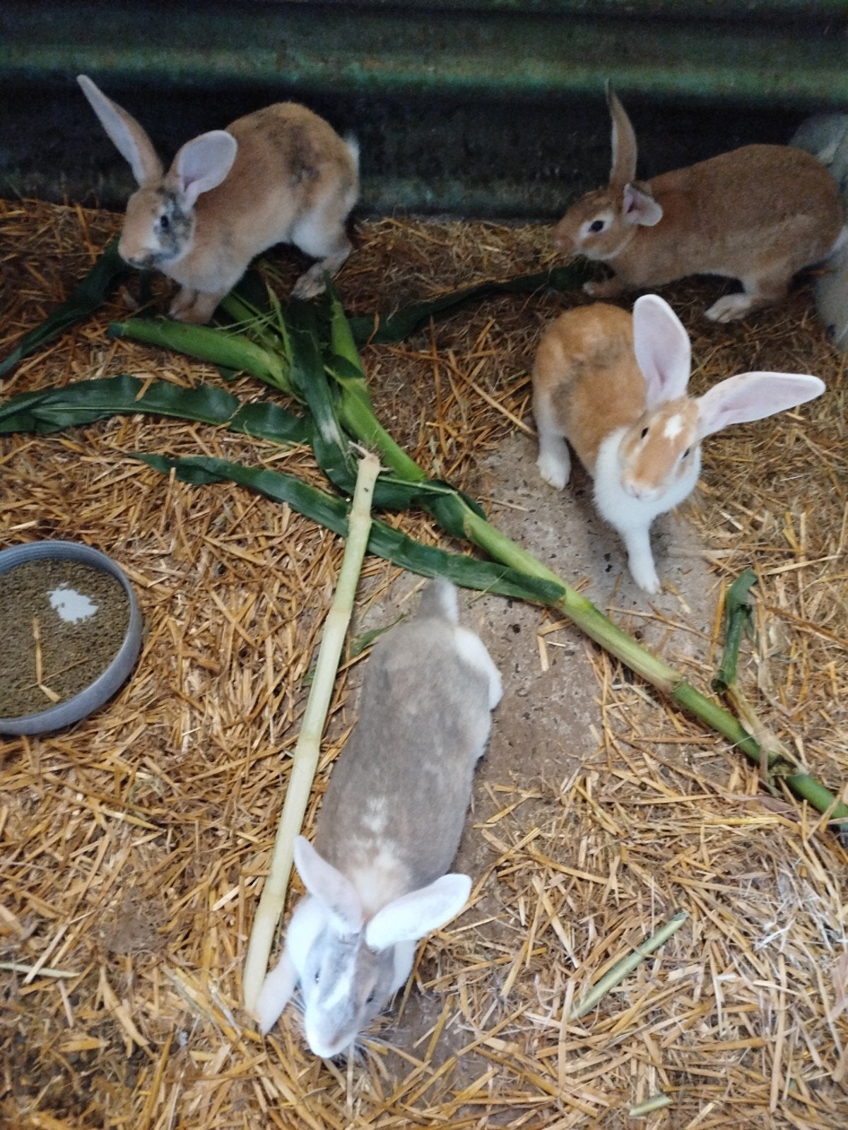 6 lapins, Femelle