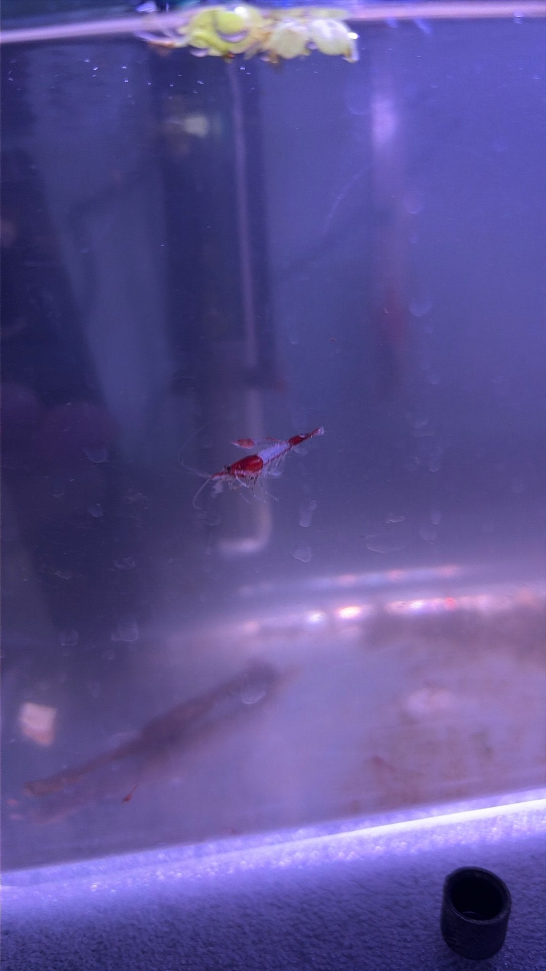 Red. Rilly garnalen, Kreeft, Krab of Garnaal