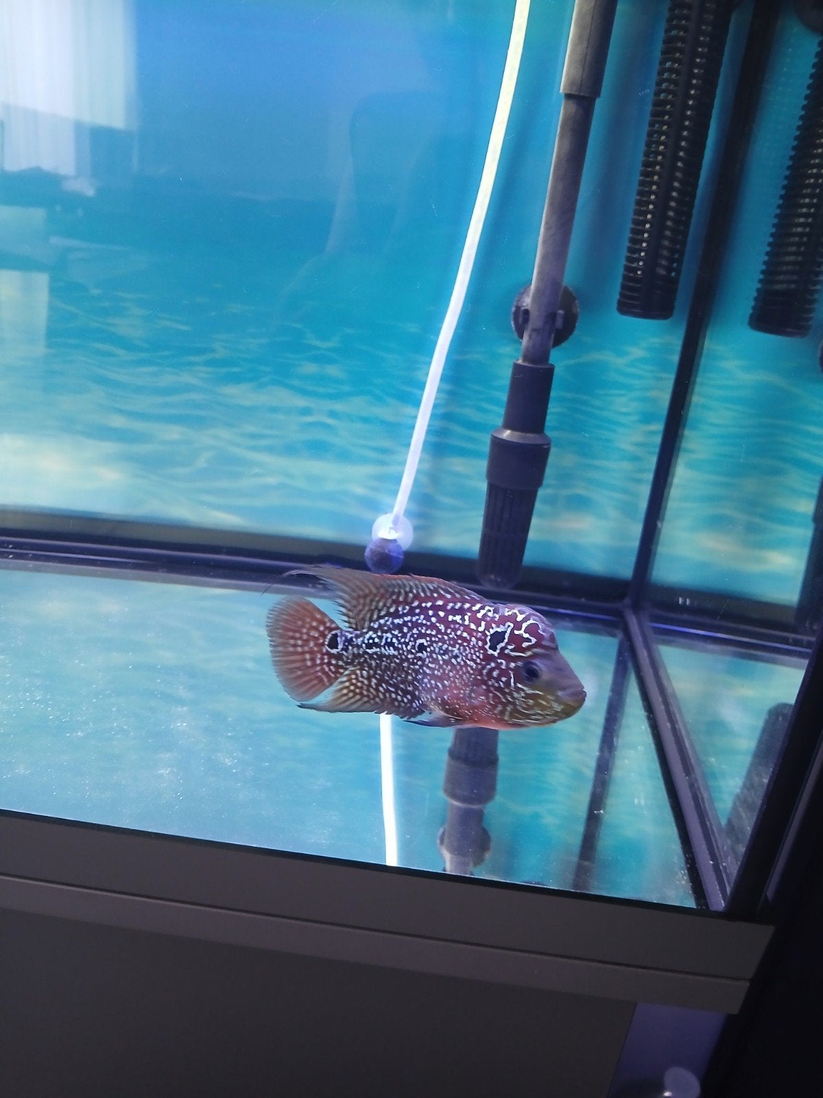 flowerhorn red 10 a 12 cm man