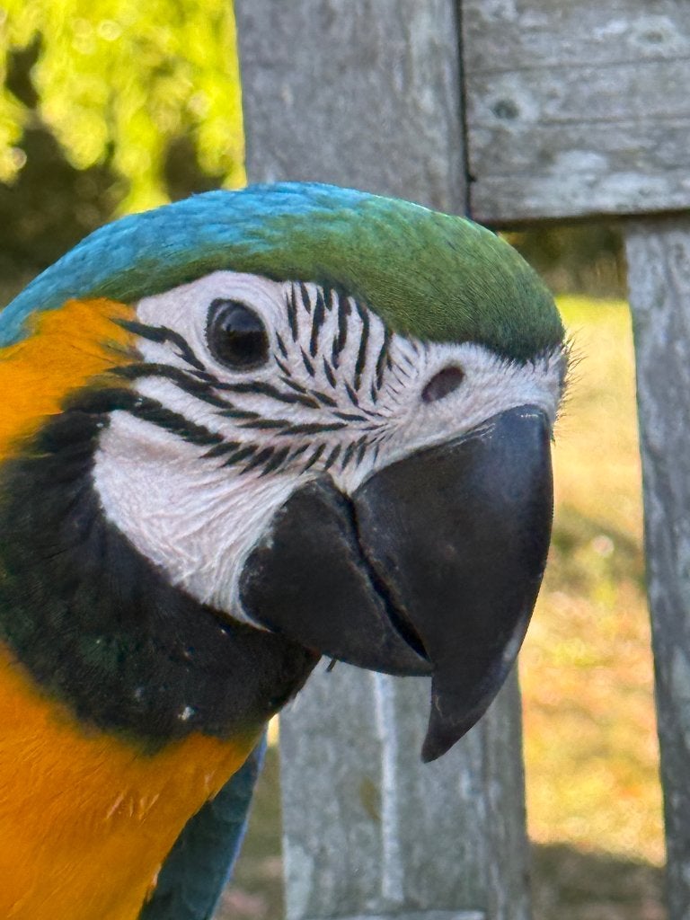 Handtamme ara, Dieren en Toebehoren, Vogels | Parkieten en Papegaaien, Vrouwelijk, Papegaai, Pratend