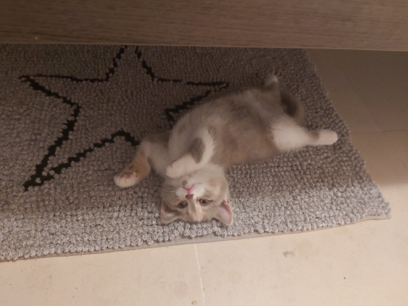 Lilac-creme poes, Poes, Met stamboom, 0 tot 2 jaar