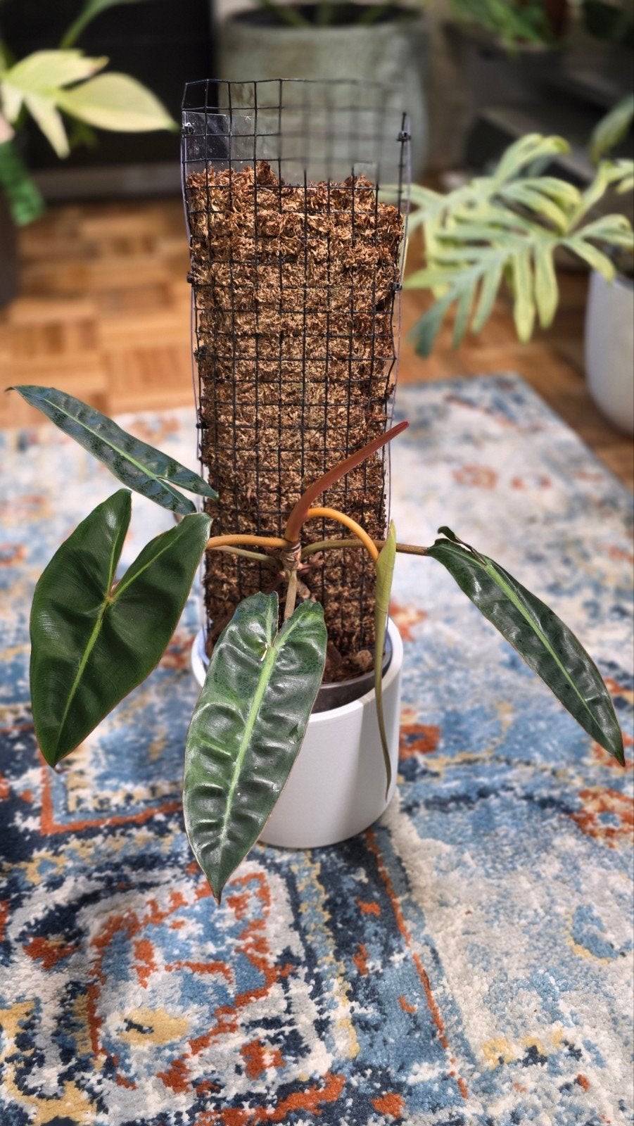 Philodendron billitae, Ophalen of Verzenden