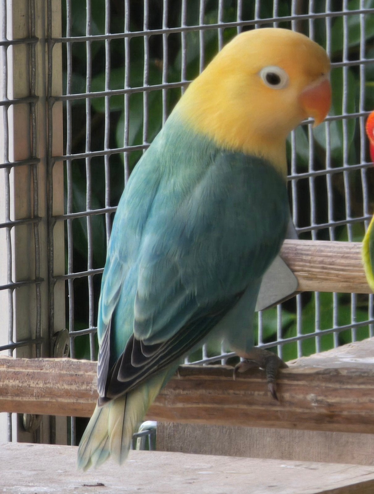 2 Turqouise Opaline Fischeri 2026, Geslacht onbekend, Dwergpapegaai of Agapornis, Geringd