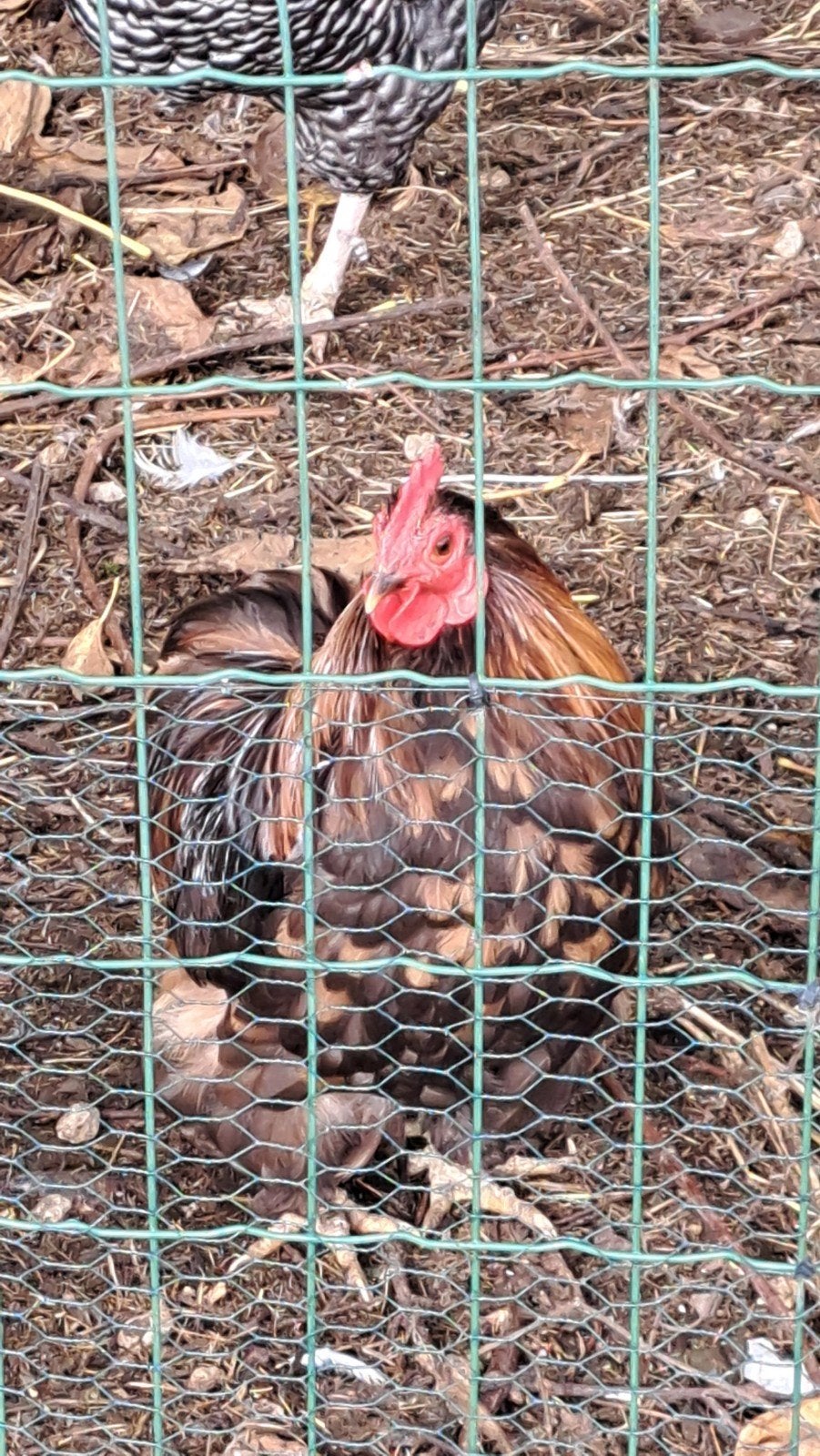 Cochin choco kriel, Plusieurs animaux, Poule ou poulet