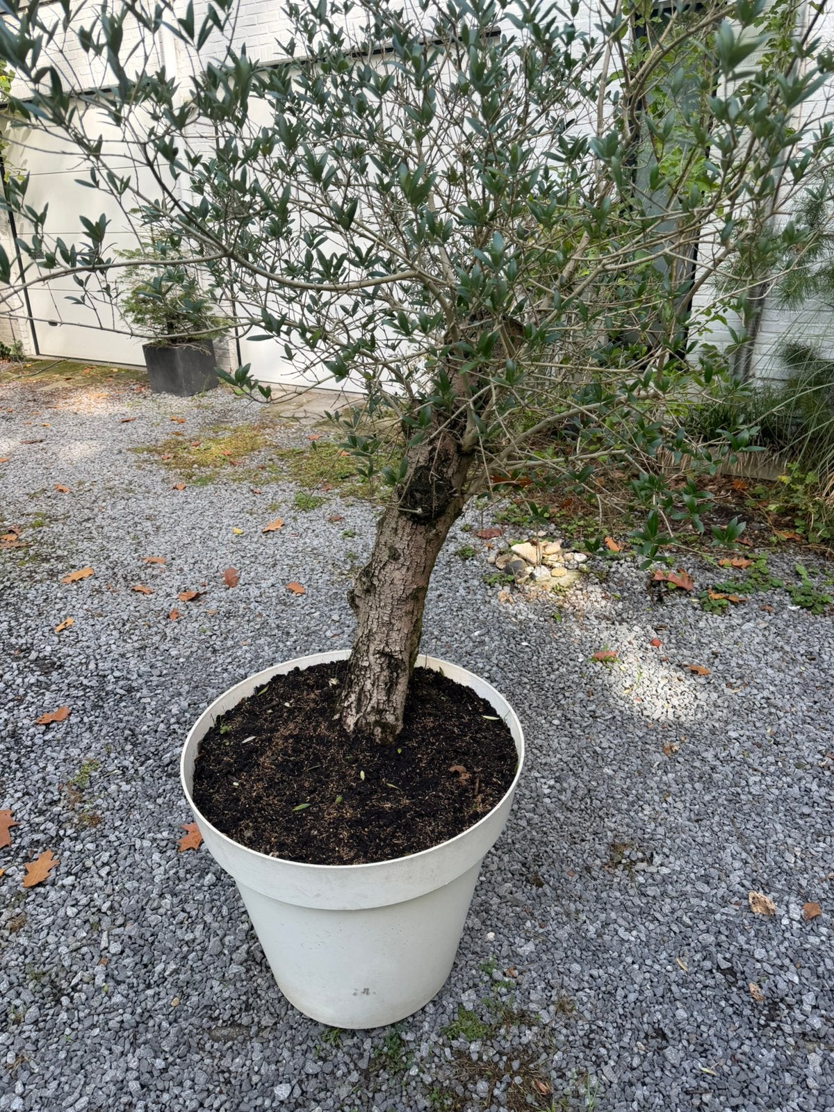 Olijfboom in pot, Tuin en Terras, Herfst, 100 tot 250 cm, Olijfboom, Ophalen