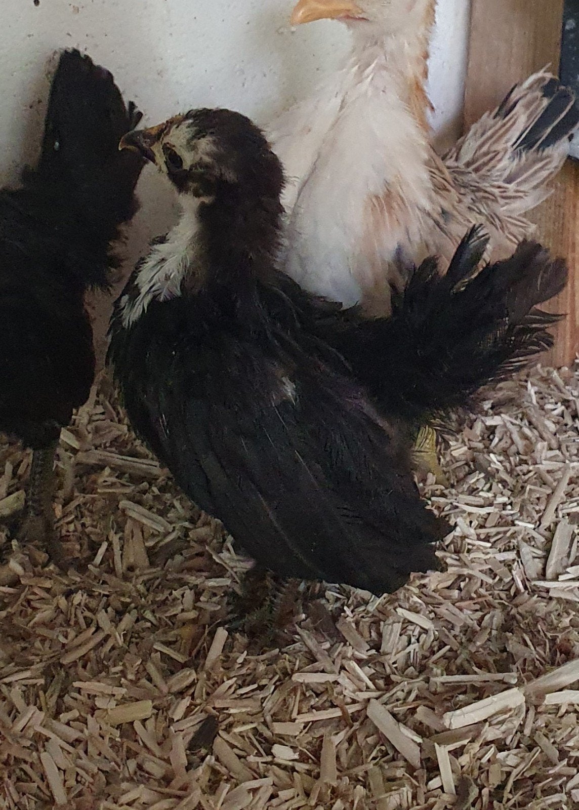 2 jonge serama hennetjes, Animaux & Accessoires, Volatiles