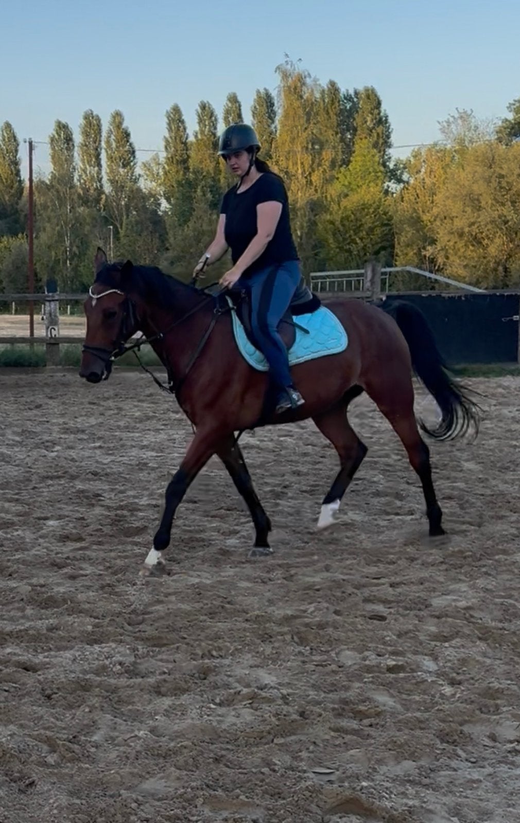 6 jarige ruin, dit weekend ophalen!, Ne s'applique pas, Cheval de récréation, 3 à 6 ans, Hongre