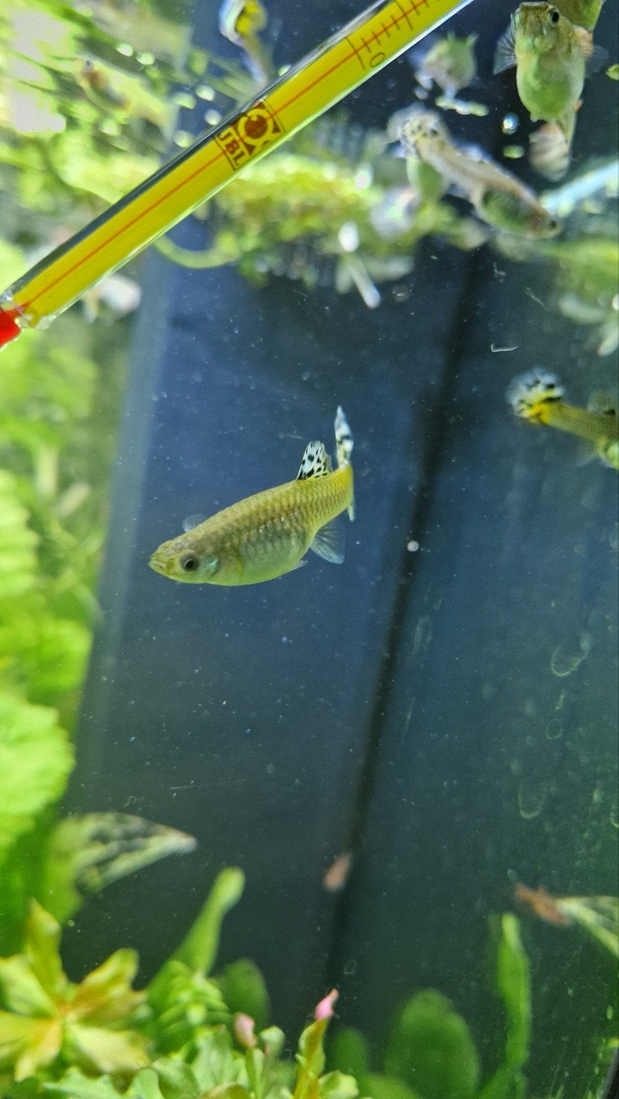 guppy vrouwtjes, Animaux & Accessoires, Poisson, Poisson d'eau douce