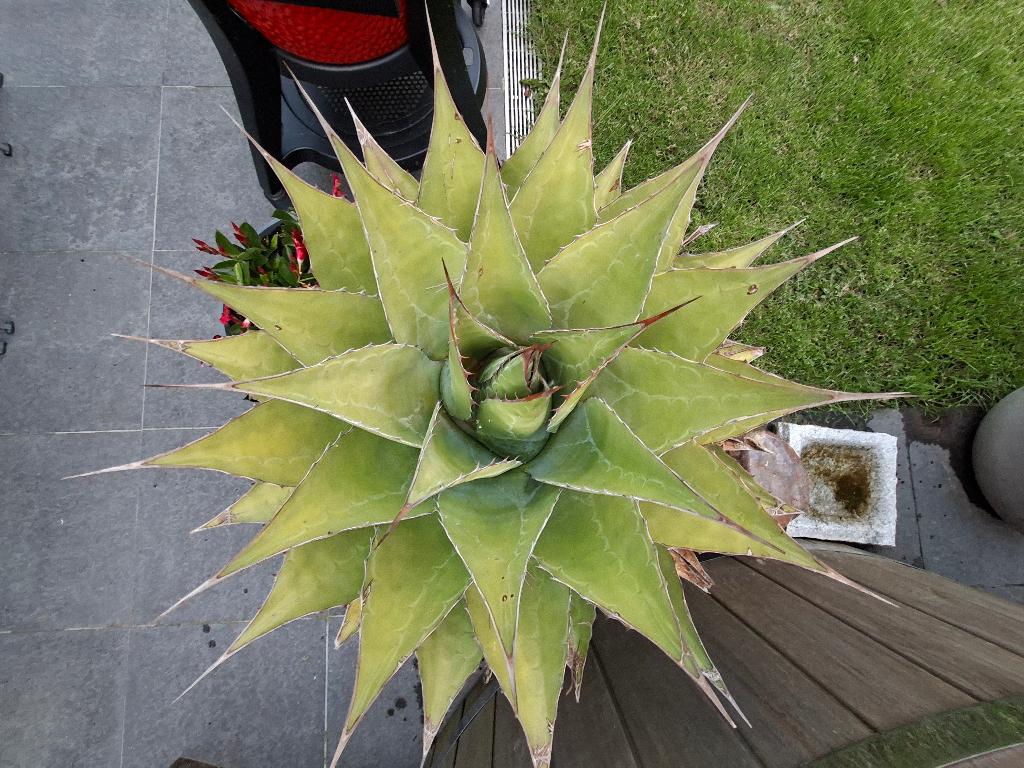 Grote Agave montana, Jardin & Terrasse, Enlèvement