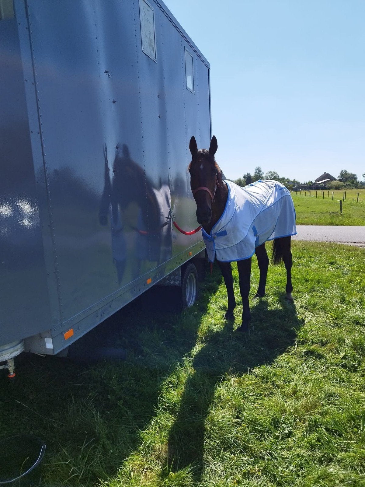 draver 13jaar ruin zeer braaf paard, Dieren en Toebehoren, Met stamboom, Ruin, Zadelmak, 170 tot 175 cm