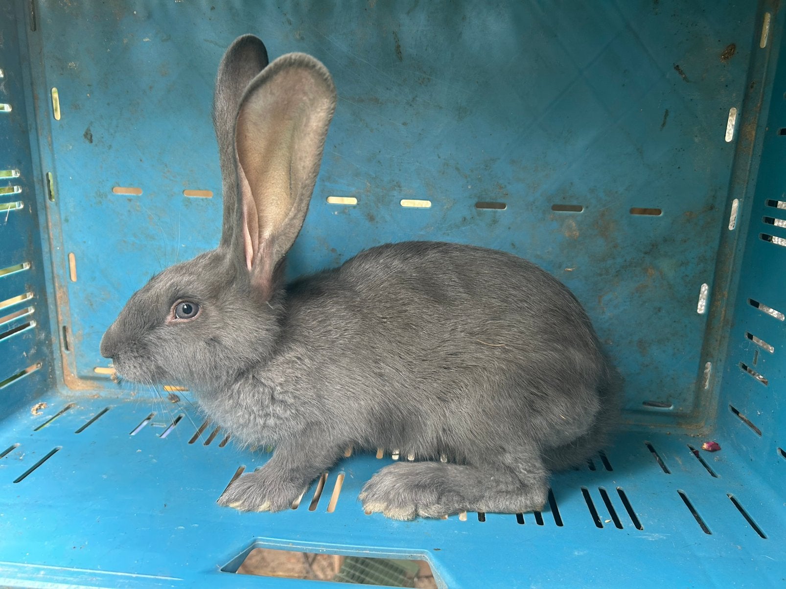 Géant allemand bleu - Bélier., Animaux & Accessoires, Mâle, Grand, 0 à 2 ans